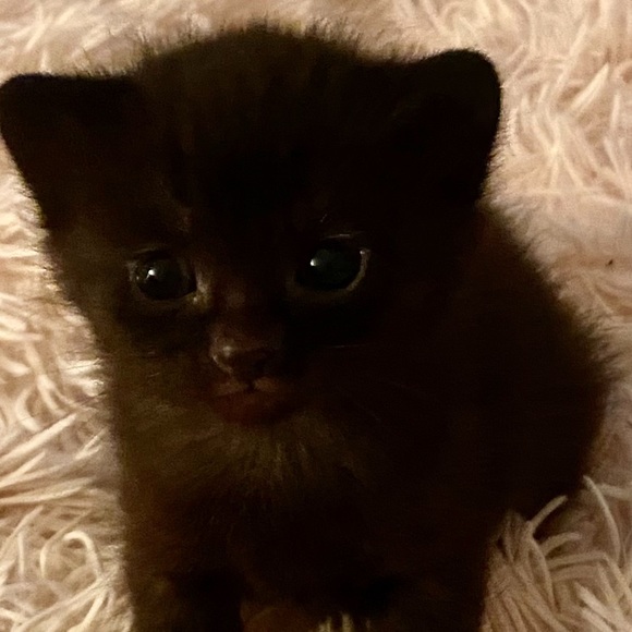 Meet your Posher, MM - Picture 5 of 6